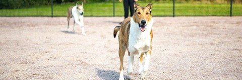 Kuvassa koira juoksee vapaana koirapuiston hiekalla